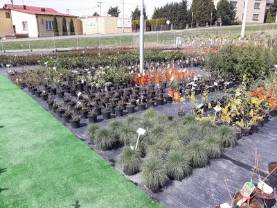 Krzewy-Tytko Szkółka drzew i krzewów ozdobnych Zawada